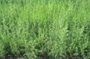 Feld mit jungem Besenbeifuß, Artemisia scoparia