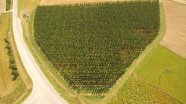 Hopfengarten mit leichtem Welkebefall