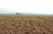 Feld mit Luzerne/Rohrschwingel-Mischung kurze Zeit nach dem Feldaufgang