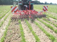 roter Rollstriegel mit silberfarbenenen Radkränzen im Petersilien-Feldbestand