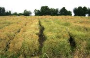 Gescheiteltes Rapsfeld kurz vor der Ernte