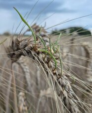 grüner Auswuchs aus stehender Triticaleähre mit Schwärzepilzen