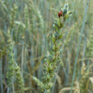 Sommerweizenähre mit Marienkäfer im Feldbestand