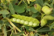 Lupinenpflanze mit der geöffneten Schote und Körnern