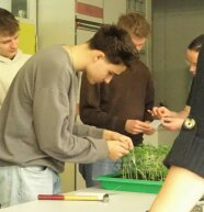 Schüler nimmt kleine Blattstücke von Pflanzen