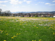 Blumenwiese Spitalhof