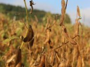 Sojabohnenpflanze mit reifen, braunen Schoten