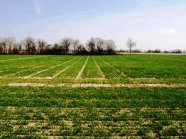 Versuchsanlage Winterweizen auf dem Feld