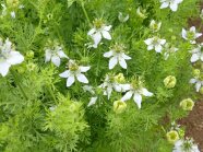 Schwarzkümmelpflanze mit Blüten und Kapsel.