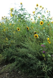 Wildpflanzenmischung 1. Standjahr