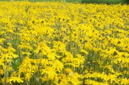 Arnica montana, blühendes Feld