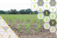 Fotocollage mit der Anordnung von Maiskörnern und Maispflanzen. Im Hintergrund ein Feld mit jungen Maispflanzen.