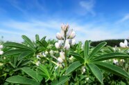 Ausgewachsene Lupinen auf dem Feld mit weisser Blüte.