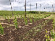 Hopfengarten mit 2 m hohen Hopfenpflanzen