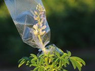 Lupinenblüte mit Tüte zum Schutz vor Fremdbestäubung