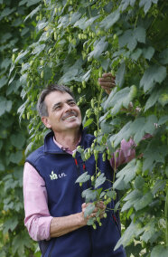 LfL-Mitarbeiter begutachtet Hopfendolden im Hopfengarten