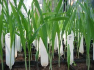 Gerstenpflanzentöpfe für den Infektionsversuch mit der Blattfleckenkrankheit 