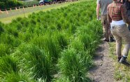 Einzelpflanzen verschiedener Gräser auf dem Feld mit Studenten 