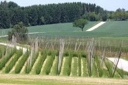 Landschaft mit Hopfengarten