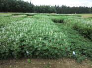 Versuchsfelder mit Pflanzen (Weiße Lupine) mit Blüten.