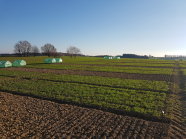 Feld mit Parzellenversuch mit Hopfenrebenhäcksel zu Grünroggen und Bracheflächen