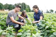 3 Personen im Sojafeld