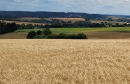 Landschaft mit Gerstenfeld im Vordergrund und anderen Feldern und Wald im Hintergrund.