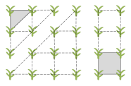 Fotocollage von Maispflanzen im Quadratverband und im Dreiecksverband.