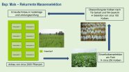 schematisches Fließdiagramm zur Selektion bei Mais vom Anbau bis zur Ernte