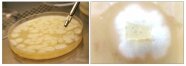 Labortest auf Verticillium: Petrischale mit weißem Pilzmyzel zur mikroskopischen Identifizierung von Verticillium