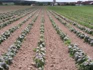 Feld mit Jungpflanzen Jungpflanzen