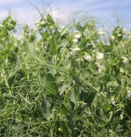 Nahaufnahme grüner Erbsenbestand mit weißen Blüten.