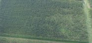 Hopfengarten mit massivem Welekbefall