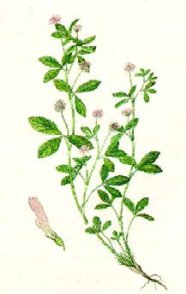 Perserklee 1.500 Samen Trifolium Resupinatum Perser Klee 