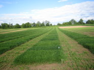 Viele grasbewachsene Versuchsflächen