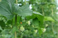 Marienkäfer auf Hopfenpflanze