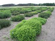 Mentha piperita - Pfefferminze, Feldbestand