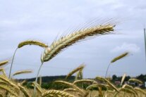 überstehende Roggenähren im Feldbestand vor blauem Himmel