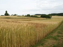 Öko_Getreideparzellen auf dem Feld 