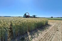 GPS Getreide Frankendorf