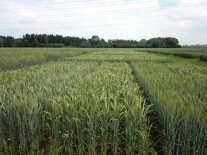 Wintertriticale-Feld.