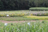 bunt blühende kleinflächige Pflanzungen mit Beschilderung