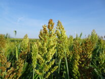 Körnerhirserispen während der Blüte mit Honigbiene im Flug