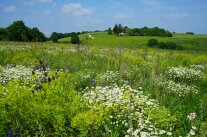 Hügelige Landschaft mit verschiedenen blühenden Pflanzenarten und Büschen im Hintergrund.