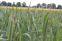 Feldbestand Grünroggen im Hintergrund blühendes Rapsfeld