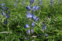 Blaue Blüte einer Lupine.