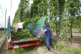 LfL-Mitarbeiter ernten Hopfen