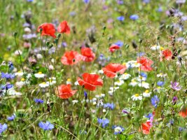 Blühende Wildblumenwiese der einjährigen KULAP-Mischung