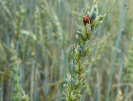 Sommerweizenähre mit Marienkäfer im Feldbestand