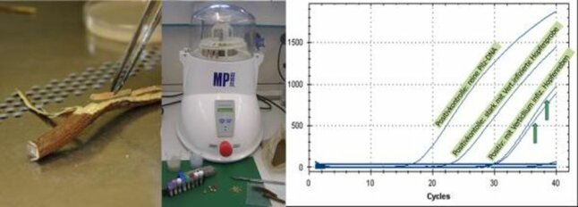 Ablauf des Nachweises über Realtime-PCR;  Teil einer Rebe (links); Homogenisierer zur Zerkleinerung des Materials (Mitte); Kurve der Flureszenzen für den Verticillium-Nachwei in einem Diagramm